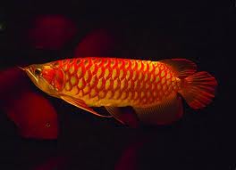 Qaulity Arowana Fishes and many other's ready for sale