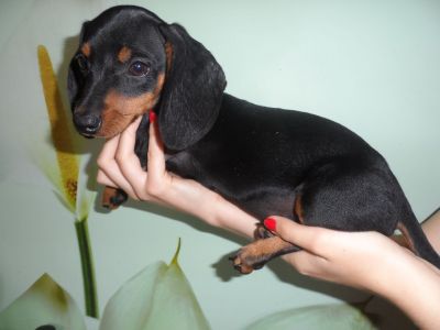 Adorable Dachshund Puppies Ready For Your Lovely Homes.