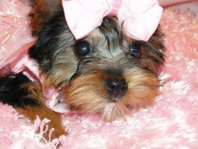 Charming Yorkshire Terrier puppies Available !!