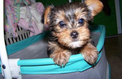 Available lovely male and female puppies ready