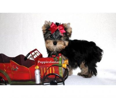  Yorkshire Terrier Pups