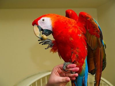 nice looking hand trained scarlet macaw parrots for sale.