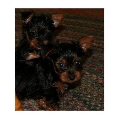 Yorkie Puppies ready for their new home.