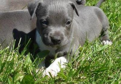 Pit bull puppies for  sale 