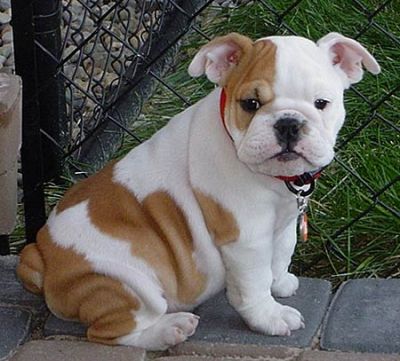 Beautiful English Bulldog Puppies For Xmas Available.