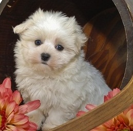 Adorable Maltese Puppies For Homes