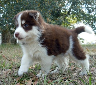 female Siberian husky puppies for sale