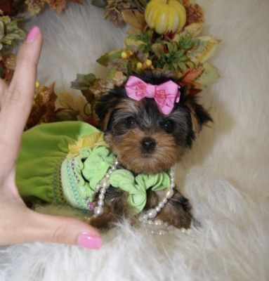 available yorsire puppies for adoption for xmas