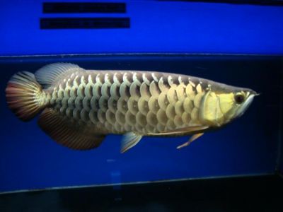 arowana fishes and flower-horn available
