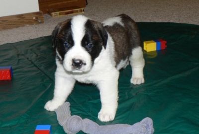 Saint Benard Puppies For Cute Homes