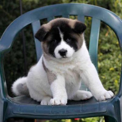 Akita puppies for  re-homing