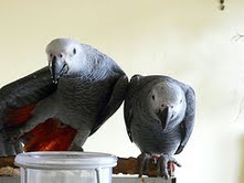 Cute and Adorable AFRICAN GREY  Parrots for Adoption