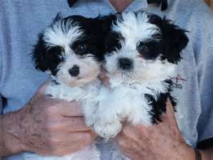 Havanese for sale