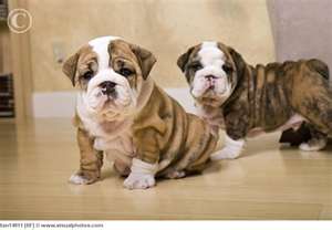 Beautiful-akc-registered-english-bulldog-pups