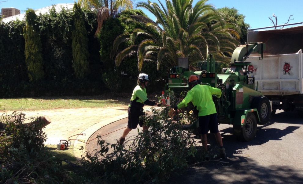 Arbor North Tree Services