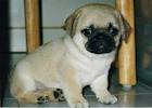 pug puppies for adoption