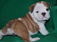 Quality English Bulldog Puppies