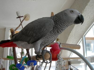 Congo African Grey Parrots and Eggs 