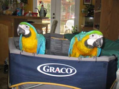 Handfed blue and gold macaw parrots
