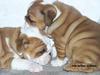 Adorable Charming English Bulldog Puppies
