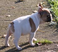 Gorgeous quality French bulldog litters for new homes.