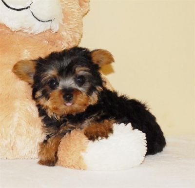 yorkie puppies for free adoption...