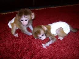 Adorable and lovely capuchin monkeys for adoption