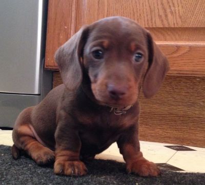 Pure Dachshund Puppies For Sale 3 Girls and 1 Boy.