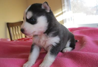 pretty siberian husky puppies for sale