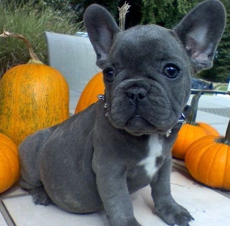Hello we have 4 lovely French bulldog puppies ready to now to lovely homes, they are pure breed blue