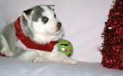 siberian husky puppies for sale 