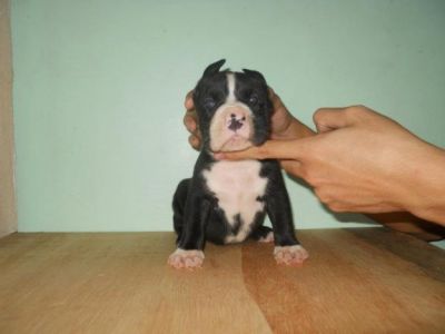 House Trained and AKC Lovely Male And Female pitbull Puppies For Adoption - nina.nirapets@yahoo.com