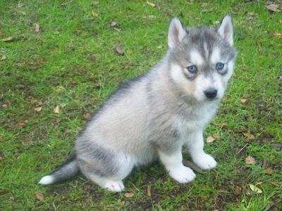 Siberian Husky Puppies