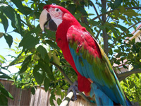 macaw parrot for give out.