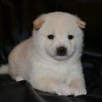 akc siberian husky puppy for sale 