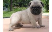 lovely pug puppies for adoption