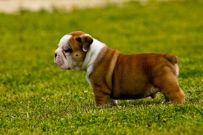 Pair of English Bull Puppies Available for sale Pair of English Bull Puppies 