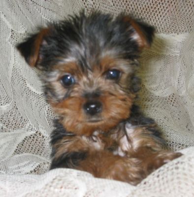  yorkie puppies for adoption