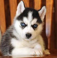  Beautiful Male and Female Siberian Husky Puppies For Sale Now