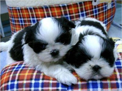 Shih Tzu Puppies