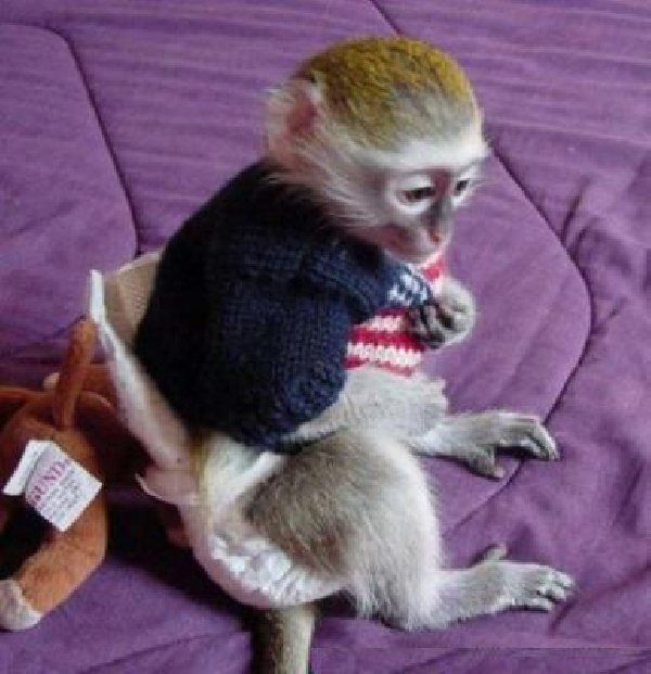 Cute and adorable baby capuchin monkeys for adoption