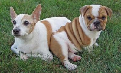 english bulldog puppies for adoption
