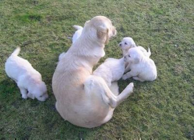 Fantastic Golden Retriever Puppies Seeking For Adoption Homes