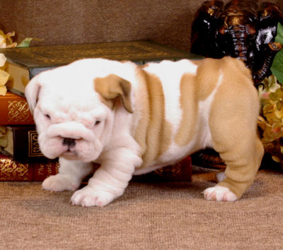 Akc English Bulldog Puppies Available Sired By Troy..champion Bred
