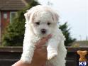 Adorable Bichon Frise puppies for adoption