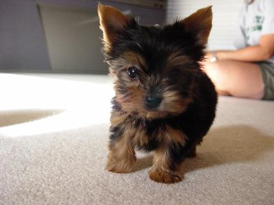 Lovley teacup yorkie puppies for adoption
