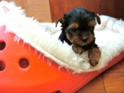 Adorable Yorkie Puppies For Adoption