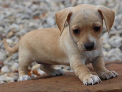Lovely xmas chihuahua puppies ready for rehoming