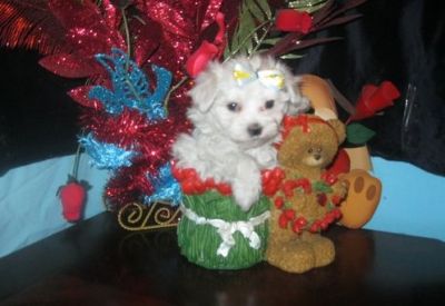 maltese puppies for adoption