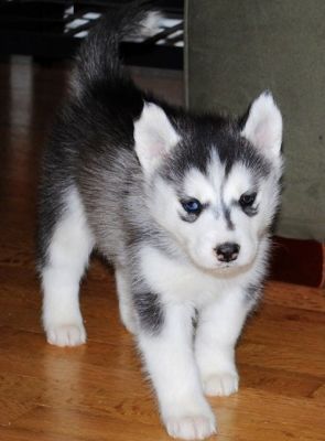 blue eye siberian husky puppies for sale